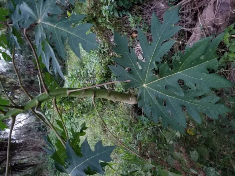 Papayer — feuillage