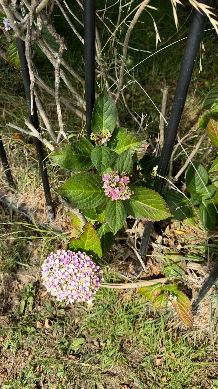 Hortensia — observation