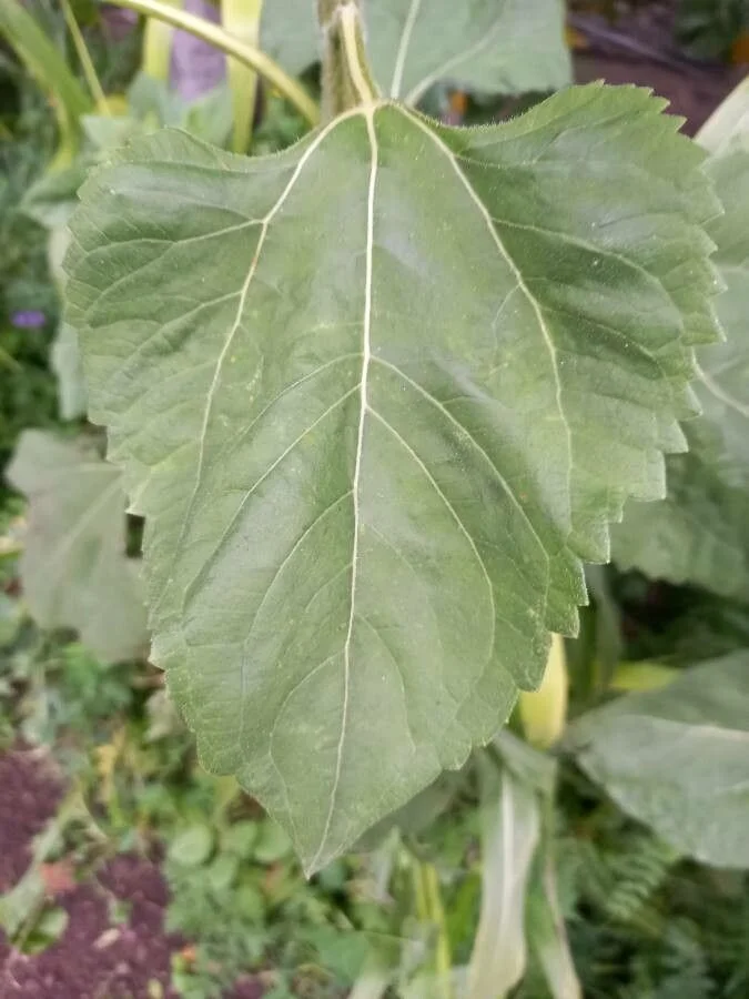 Tournesol — feuillage