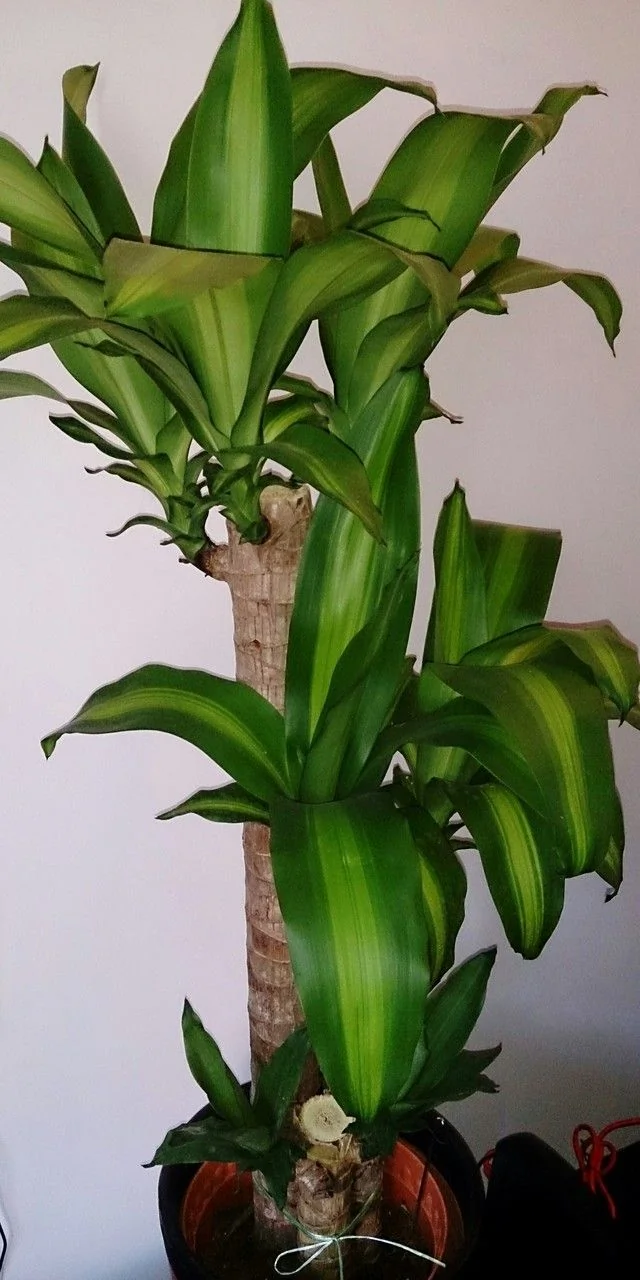 Dracaena — port