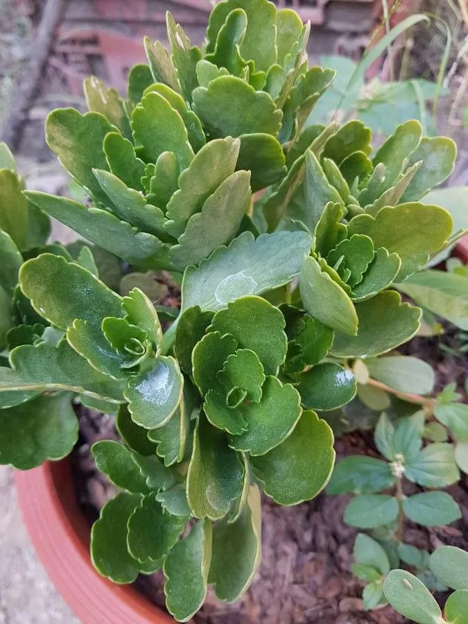 Kalanchoe — feuillage