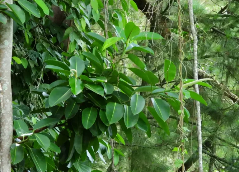Ficus elastica — observation