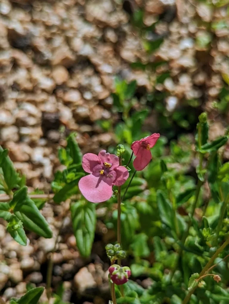 Diascia — fleur