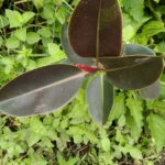 Ficus elastica — observation