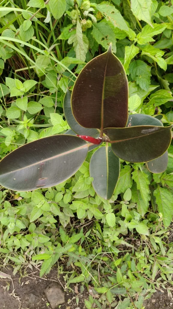 Ficus elastica — observation