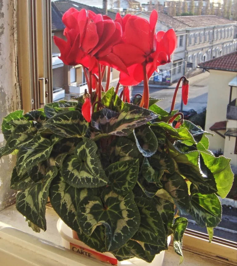 Cyclamen — port