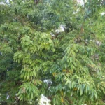 Litchi — port