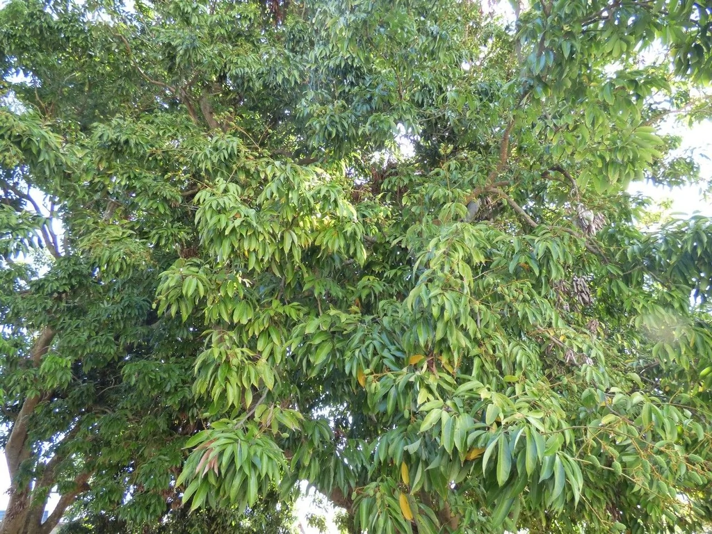 Litchi — port