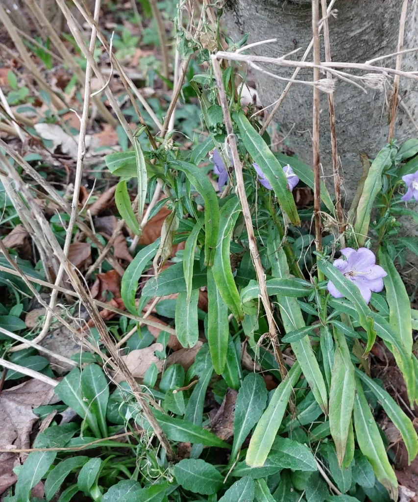 Campanule — observation