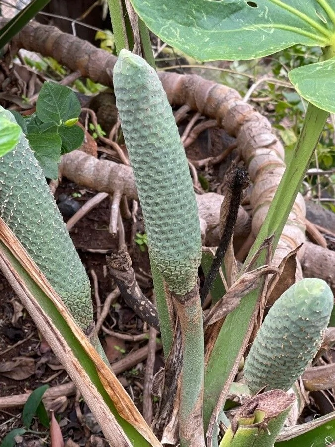 Monstera — fruit