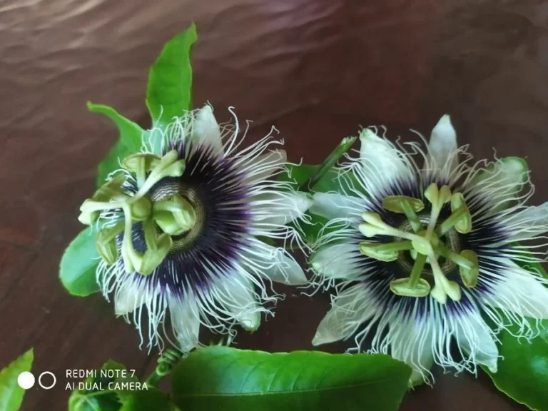 Passiflore comestible — feuillage