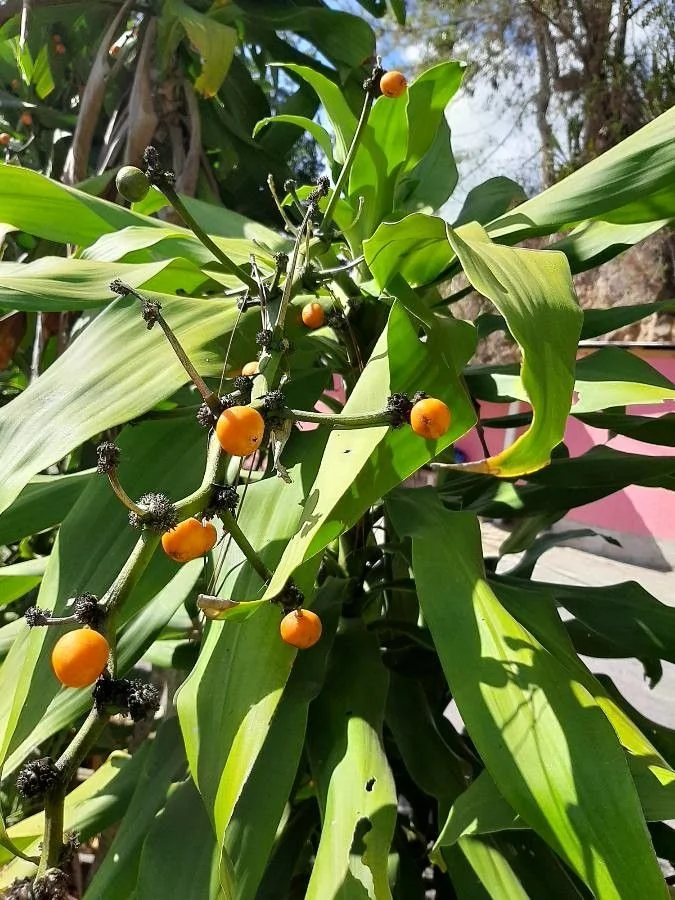 Dracaena — fruit