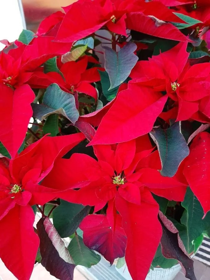 Poinsettia — fleur