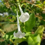 Nicotiana sylvestris — fleur
