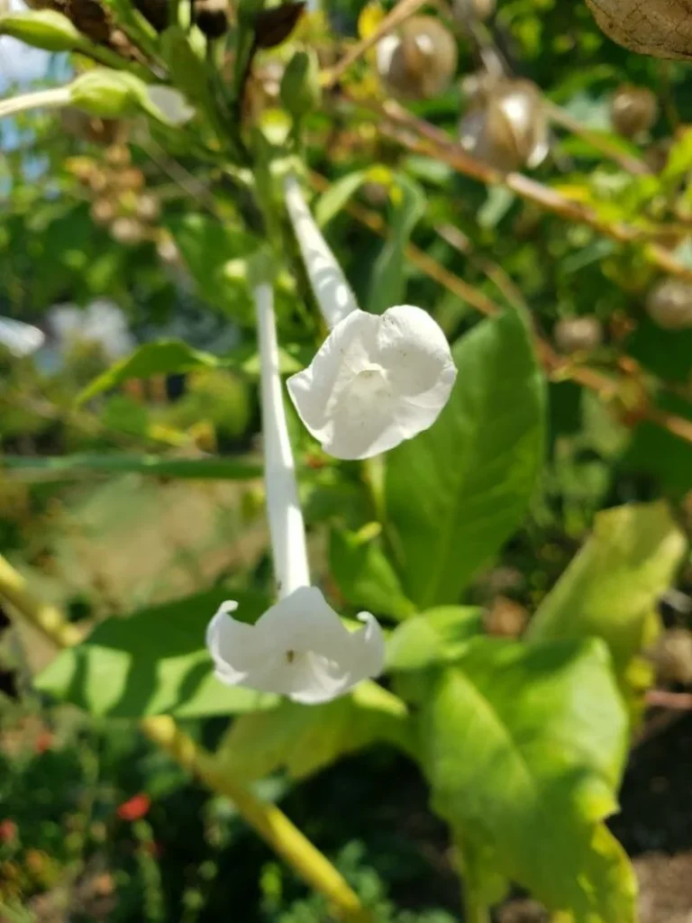 Nicotiana sylvestris — fleur
