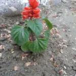 Salvia splendens — port