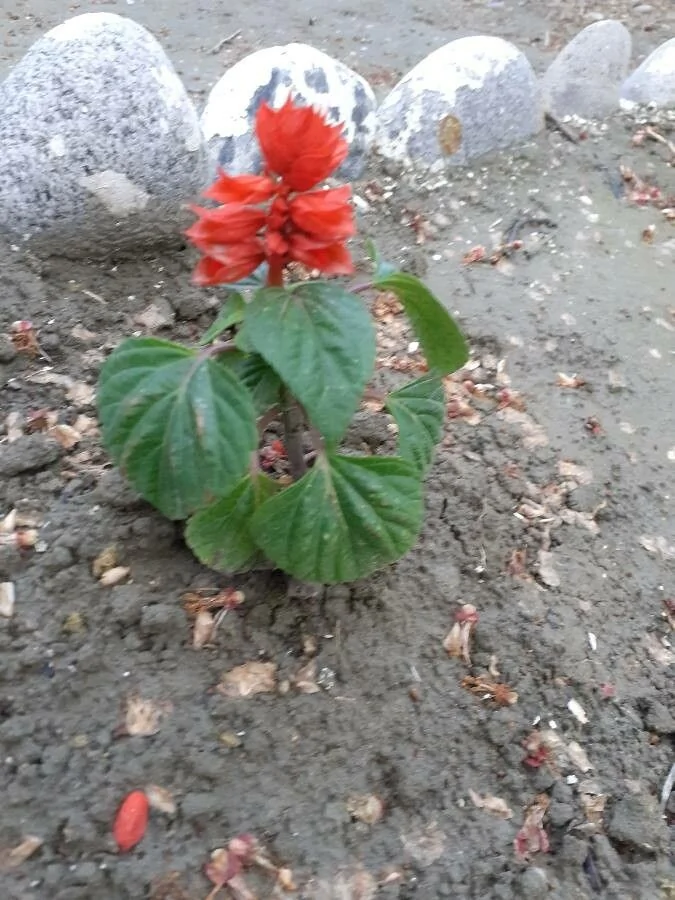 Salvia splendens — port