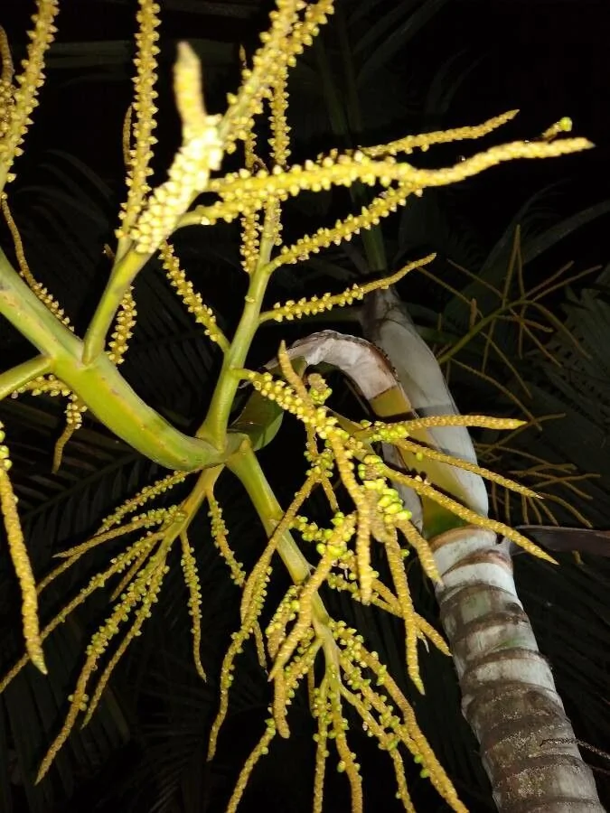 Areca — fruit