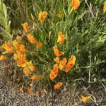 Pavot de Californie — observation