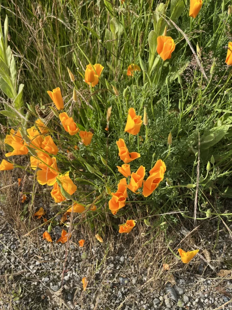 Pavot de Californie — observation