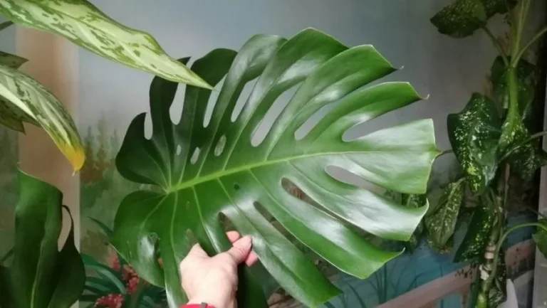 Monstera — feuillage