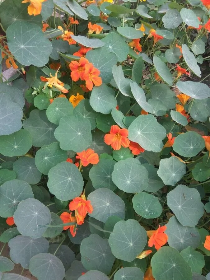 Capucine grimpante — fleur