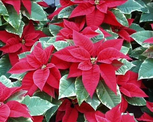 Poinsettia — port