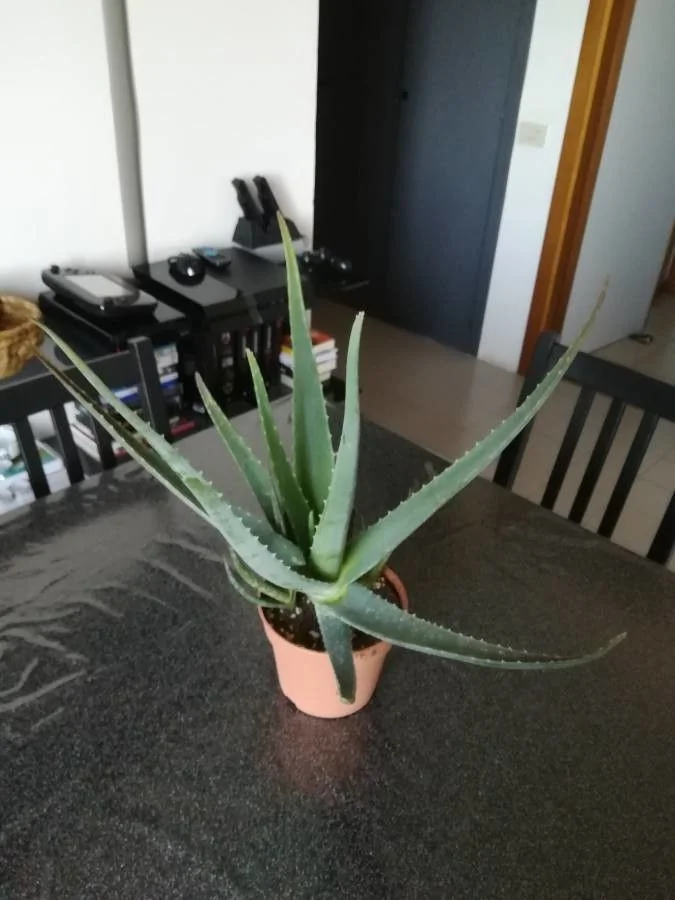 Aloe vera — port