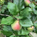 Pommier — observation