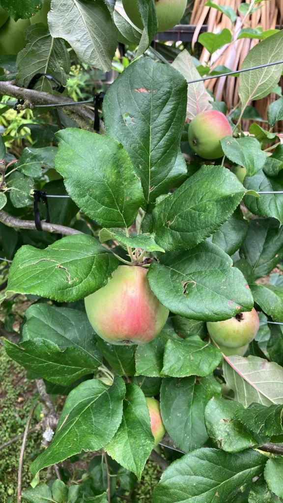 Pommier — observation