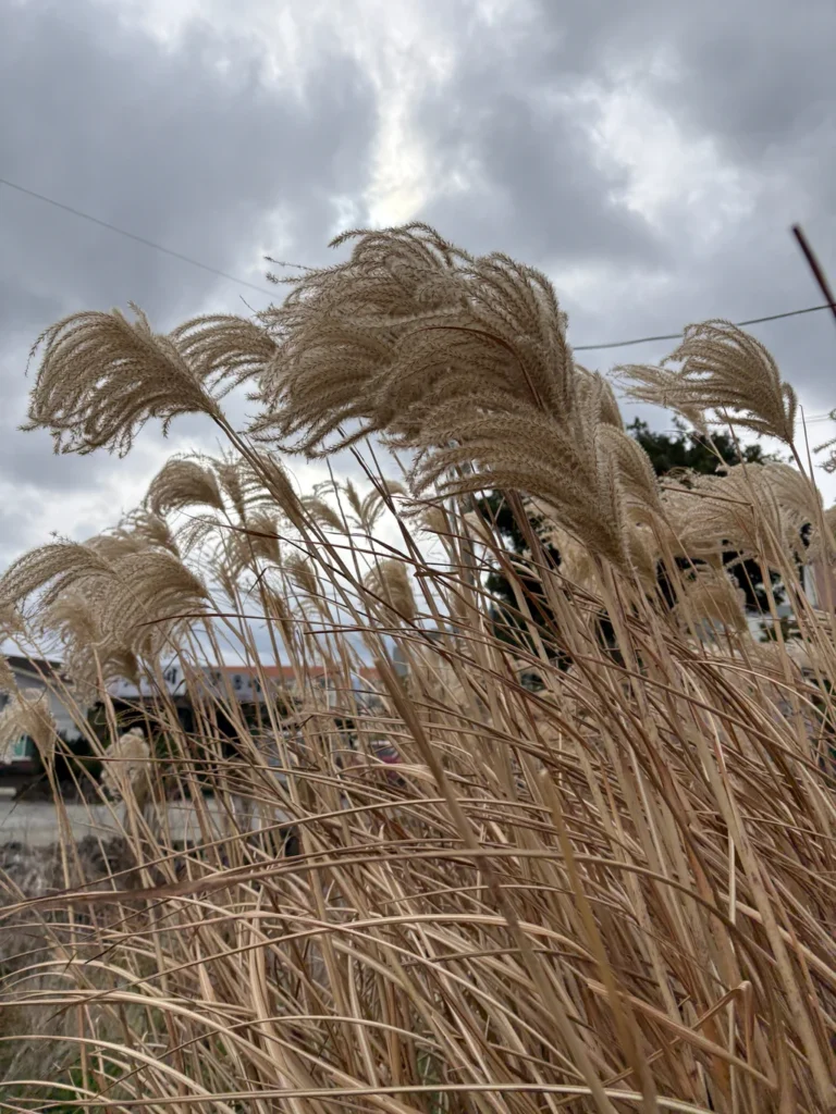 Miscanthus — observation