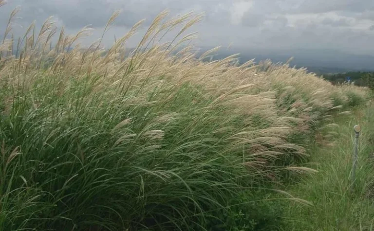 Miscanthus — port