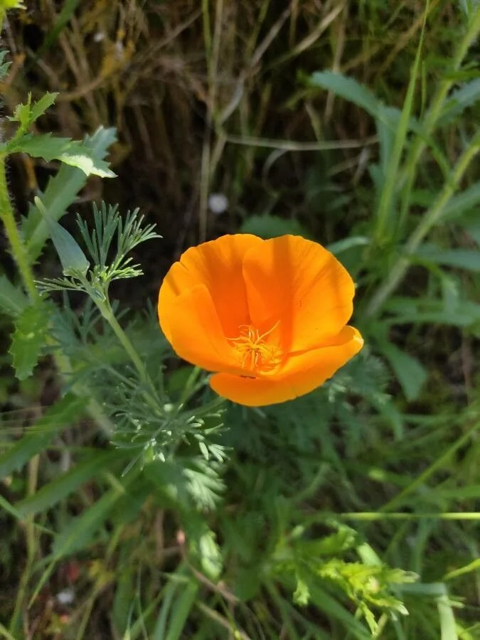 Eschscholzia — fleur