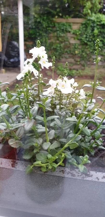 Diascia — port