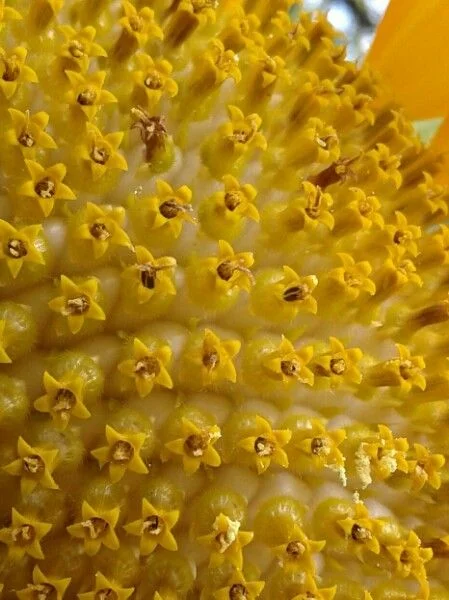 Tournesol — fruit
