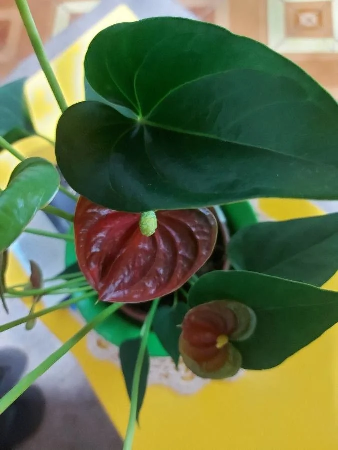 Anthurium — fruit