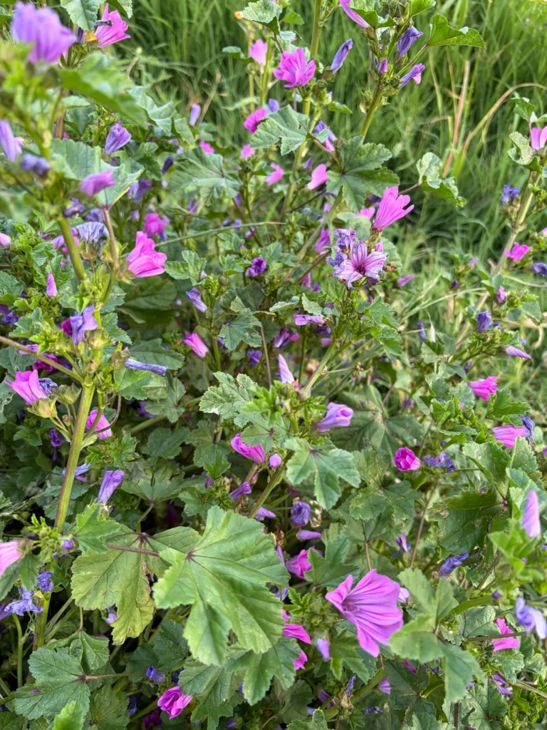 Mauve — observation