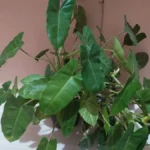 Philodendron — port