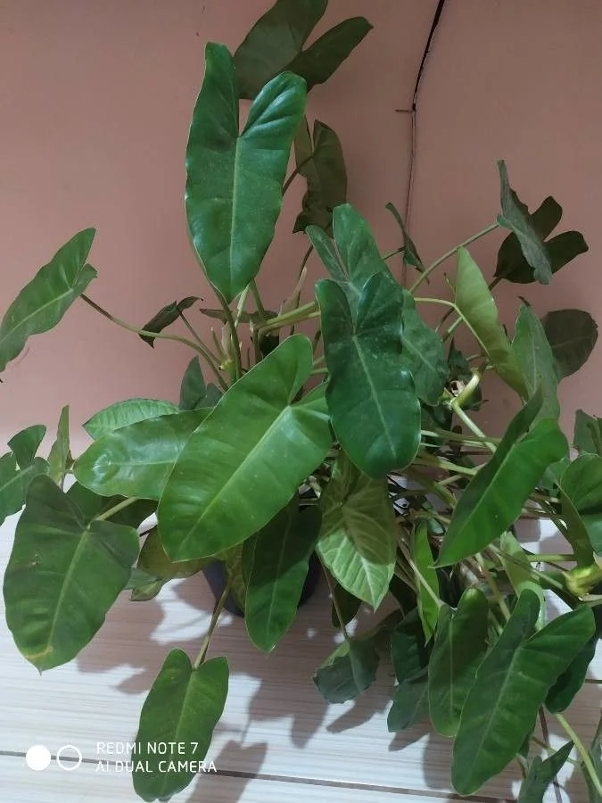 Philodendron — port