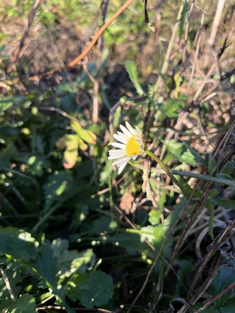 Marguerite — observation