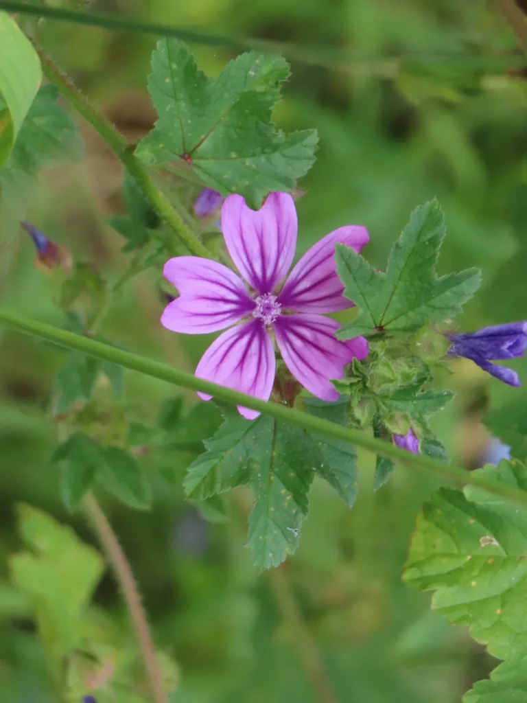 Mauve — observation