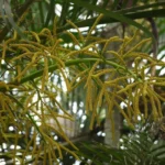 Areca — port