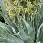 Aloe vera — port