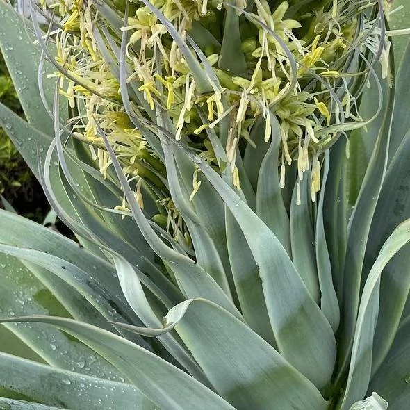 Aloe vera — port