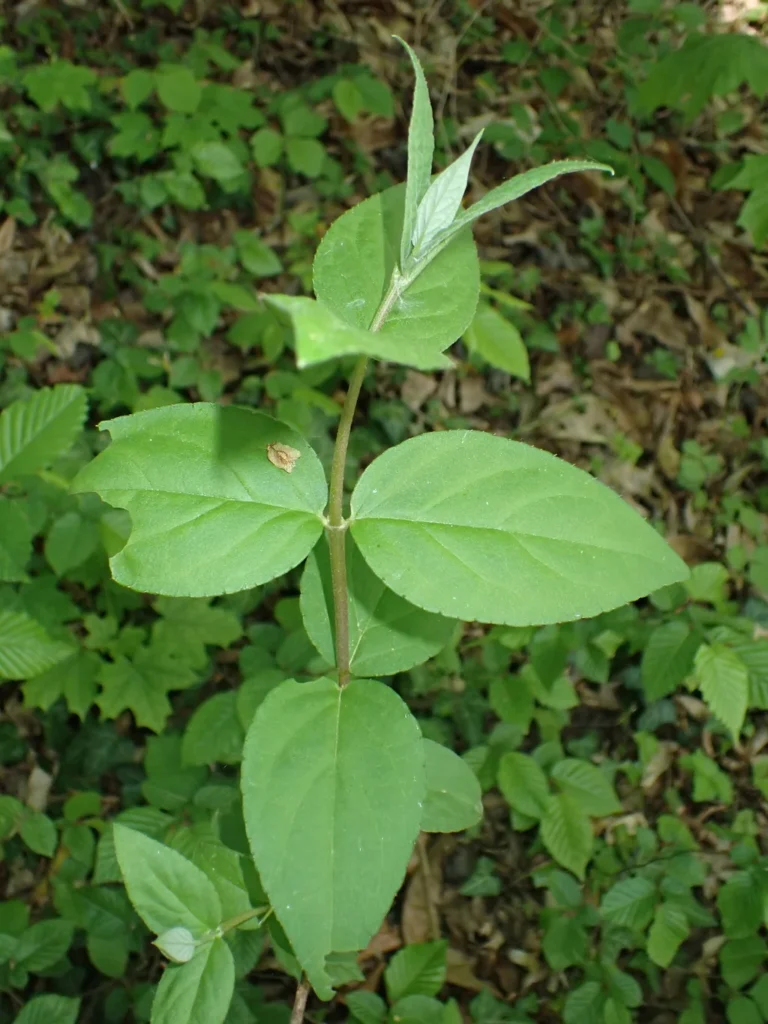 Deutzia — observation