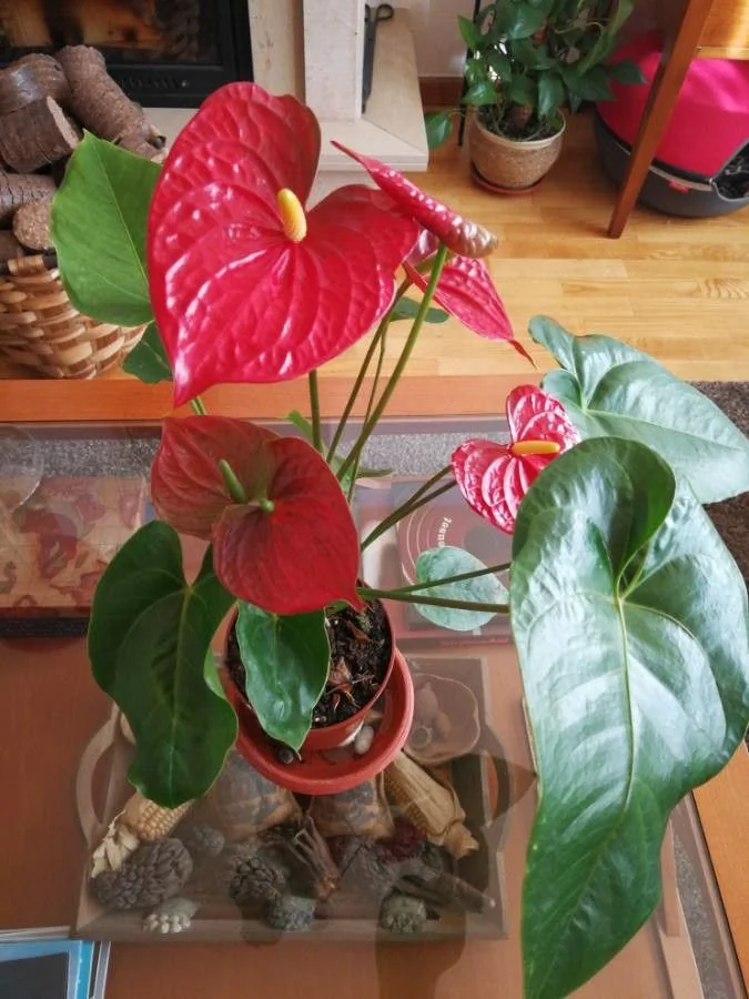 Anthurium — fleur