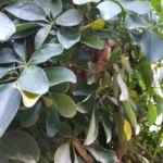 Schefflera — port