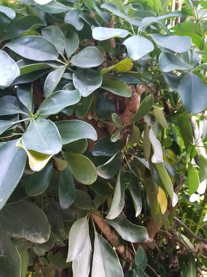 Schefflera — port