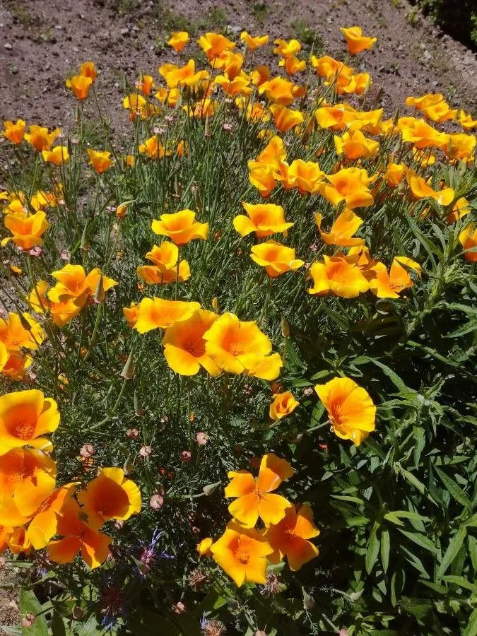 Eschscholzia — port