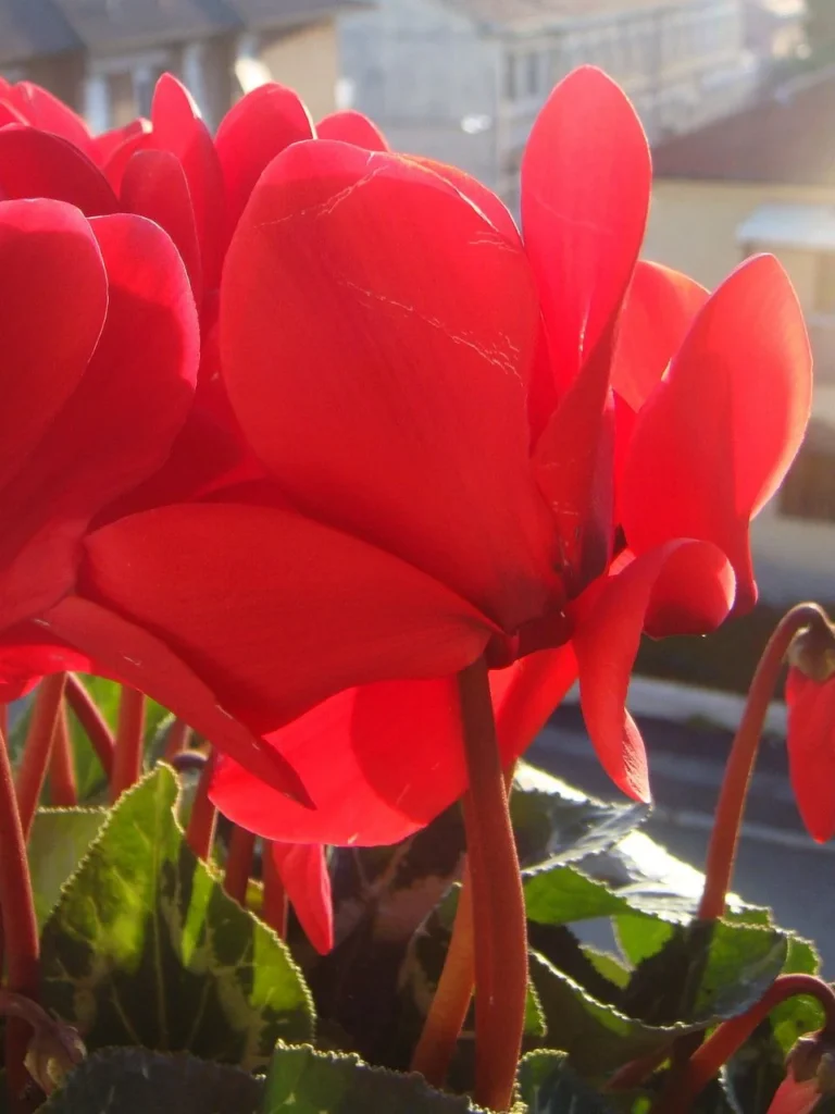Cyclamen — fleur